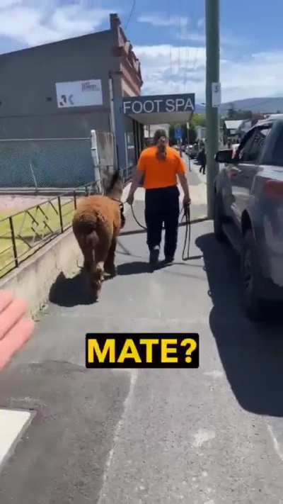 Meanwhile in Australia