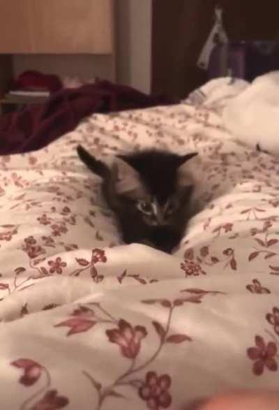 A kitten doing kitten things...