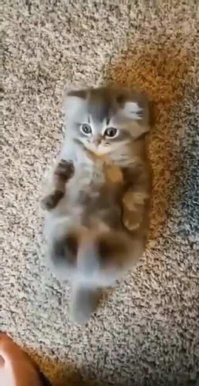 The kitten's way of demanding more belly rubs