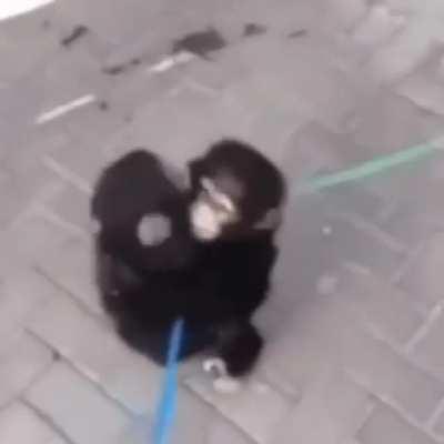 orslok y abby volviendo por 919389293 vez: