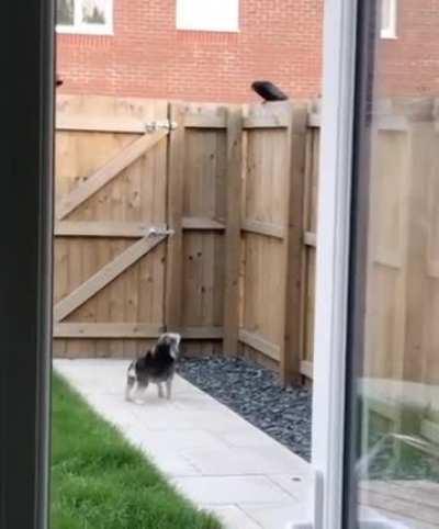 Big tough guy does a scare