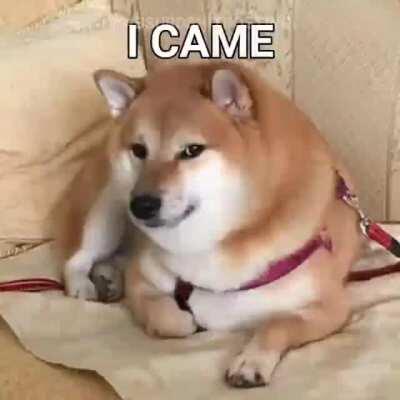 🙌🏾🙌🏾🙌🏾🐕 👑