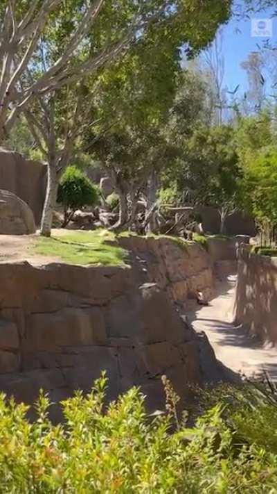 Dog stuck in the gorilla enclosure at San Diego Zoo