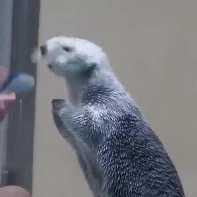 TIL this is how you check a Sea Otters temperature