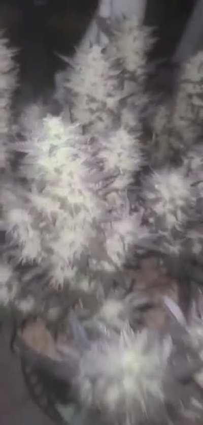 Been smoking pot quintin?