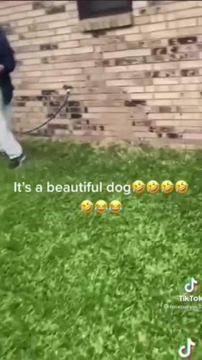 What a beautiful dog!