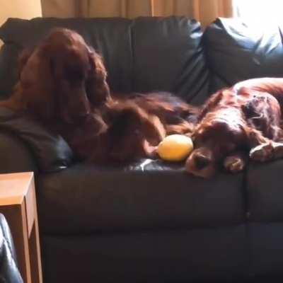 Anyone that has ever had to sleep next to someone that snores can relate