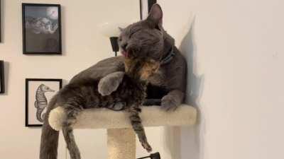 Special needs/permanent kitten Update: since you guys demanded more from the last post, this is one of the moments where I found out my HUGE male cat, that is completely unrelated to her- decided he wants to become a mother. 