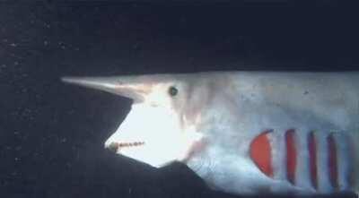 This... this is a goblin shark