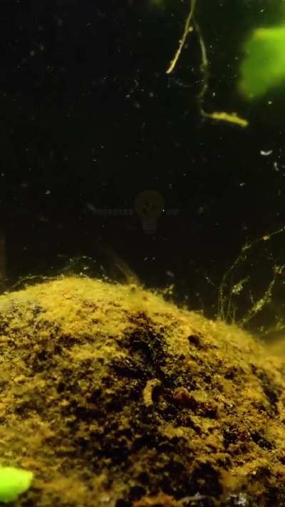 Creating An Ecosystem Within A Jar