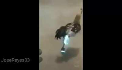 Gallos facheros facheritos 😍🤟