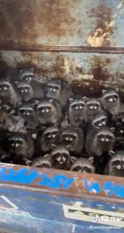 A lot of trash pandas