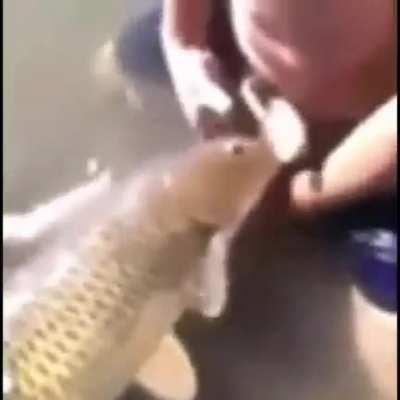 Fish sucks dick