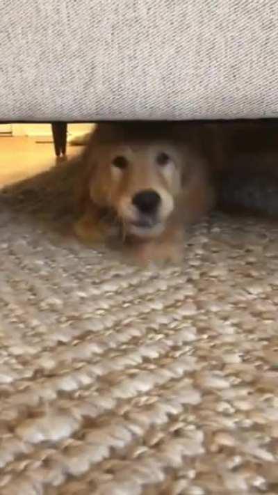 The rare and elusive couch shark