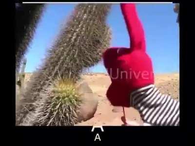 Ok cactus...