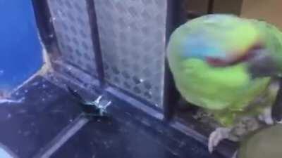 Papagaio peaky bliender kkkkkkk