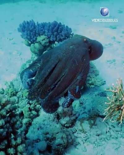 Осьминожек