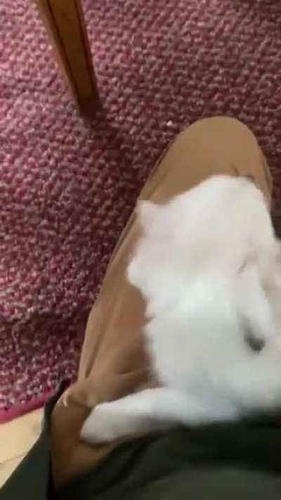 Little fella is deaf and can't hear you come home