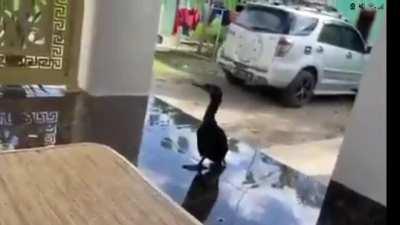 I thought Roosters were the worst birds at waking people...