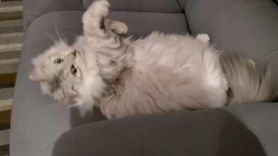 My fluffy babie 🥺