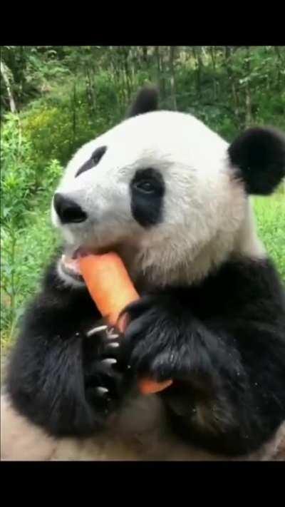 A panda a day keeps the sorrow away