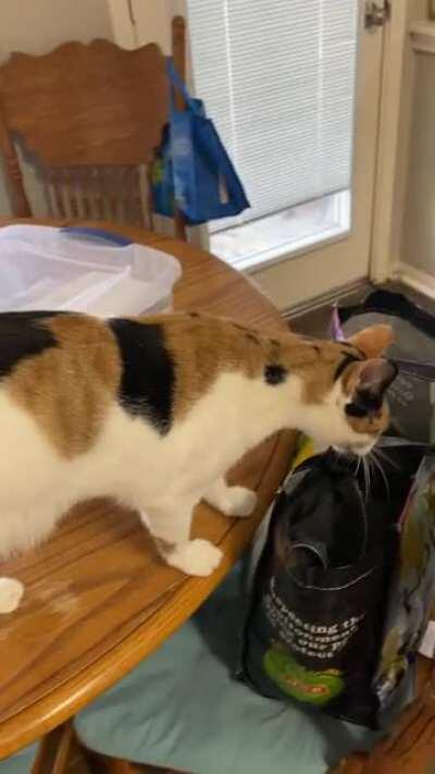 GIVE ME PETS NOW!! 😂