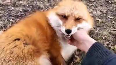Foxes laugh is just the strangest thing ever