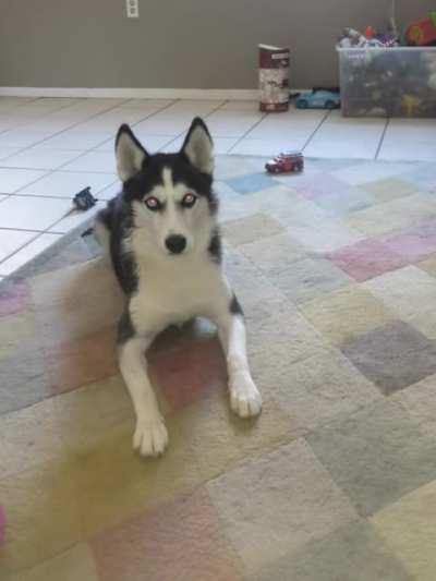 Husky throwing a temper tantrum