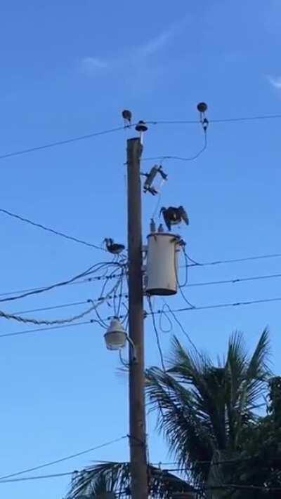 Tranquilos, es pájaro está bien