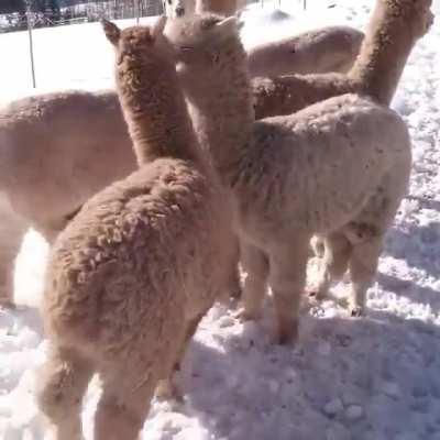 This Alpaca is in Vogue..