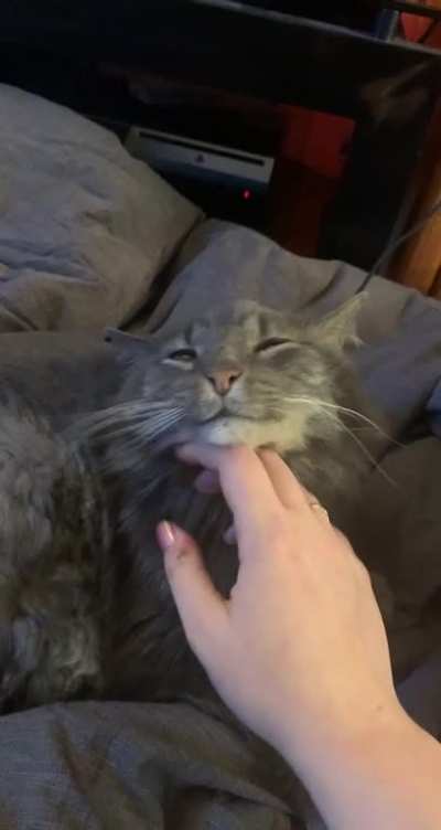 ooooohhh the chin scritches