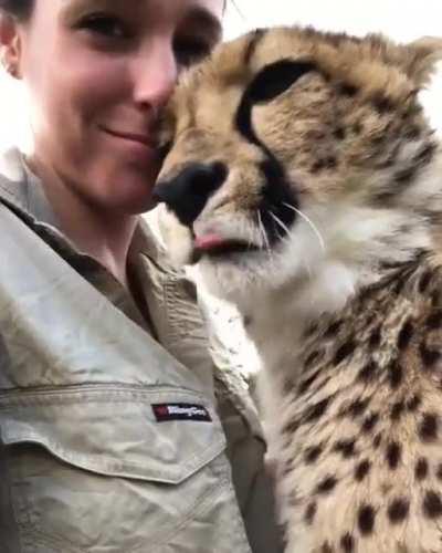 Boop the big kitty! It's so beautiful 🥺🥺