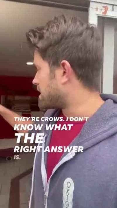 Look at all those chickens.