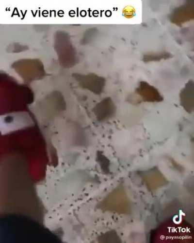 Todo por los elotes