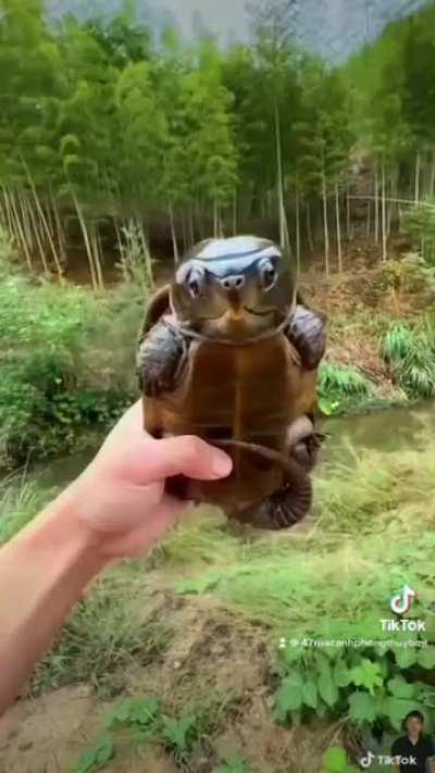 This is a Big-Headed-Turtle (Platysternon megacephalum), native to Southeast Asia.