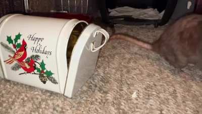 My awesome pet rat Cracker practicing her 