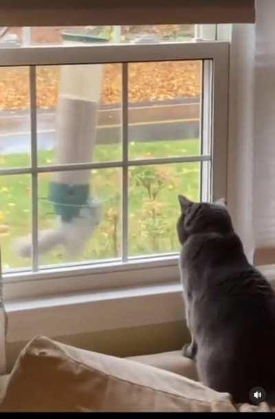 To take some bird food