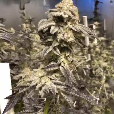 🍍🍉🍋 3 X Exotics.... 🍋🍉🍍Pineapple Pezz x Watermelon Zkittles x Lemon Sorbetto ...... Bred by @getmidwestbest ... all kinds of 🔥 Grown by the passionate freshfarms.