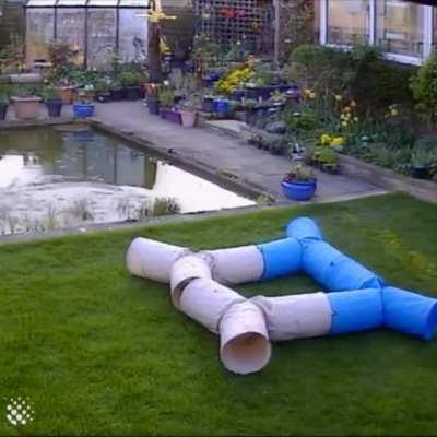 WCGW Trying to catch a bird near a pool