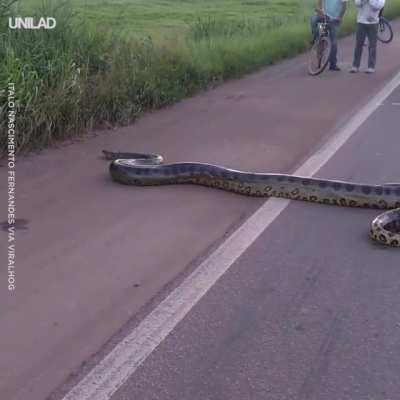 🔥 Anaconda crossing a highway