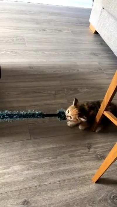 Illegal tiger in training..