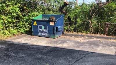 Helping this raccoon out the dumpster. Poor guy probably was in there all night.