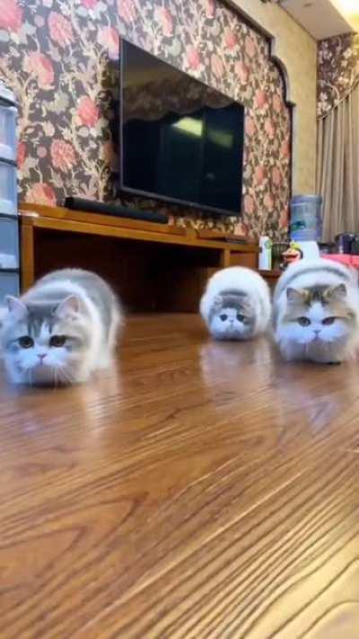 APeX PrEdaTors DeStroy EViDenCe