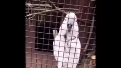 Hello. Hello? Hello.