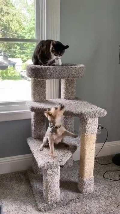 Much Bark, Such Whack