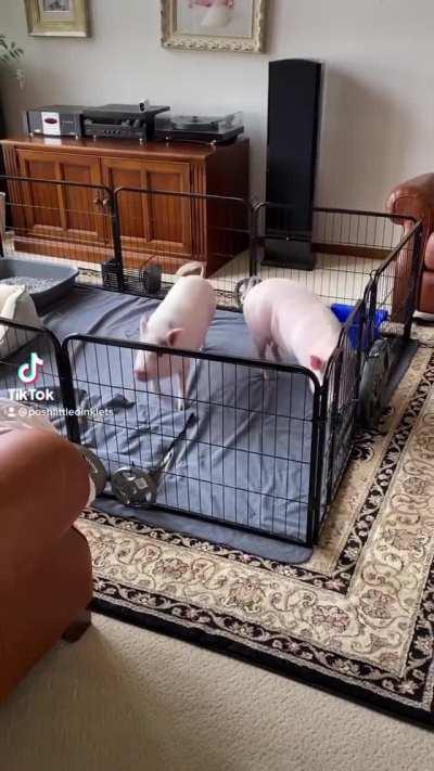 Enough of this pen, I want to play outside!