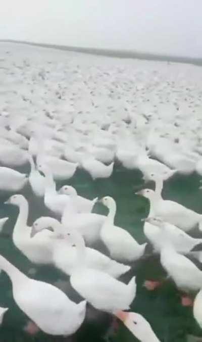 Holy shit. That’s war or something