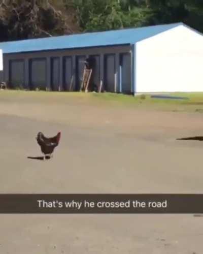 Thats why the chicken crossed the road