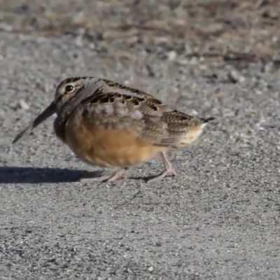 Also called the timberdoodle, bogsucker, and Labrador twister, the American woodcock lives throughout eastern North America. They are well known for the males' high-flying courtship display, called a sky dance, but both sexes also sometimes do this weird 