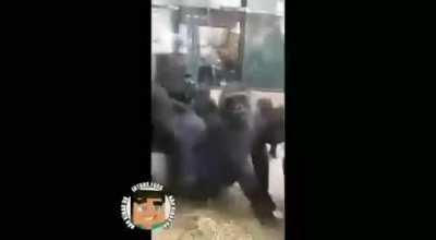 Chorei manas 😭✊